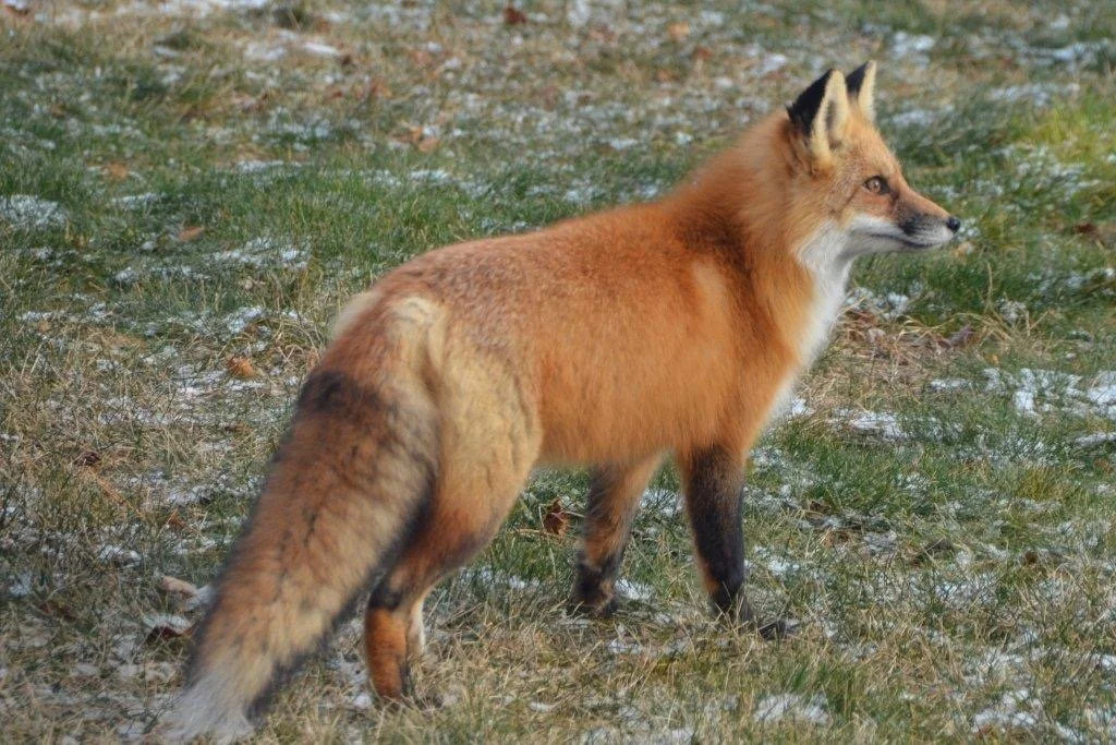A fox at Buckshot Lake