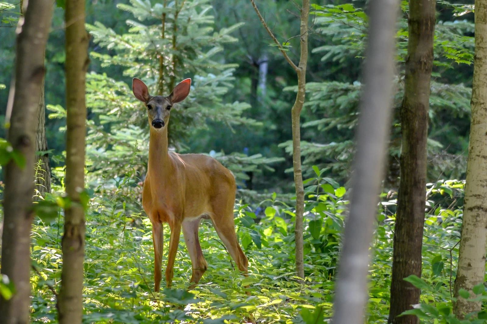 Nature & Wildlife — Anne Donaghy